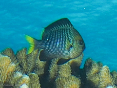 Dascyllus flavicaudus