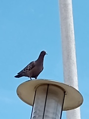 Patagioenas maculosa