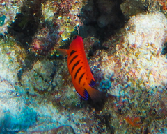 Centropyge loriculus