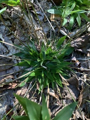 Dichanthelium commutatum commutatum