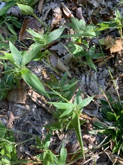 Dichanthelium commutatum commutatum