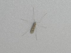 Trichocera