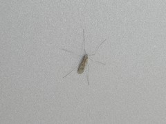 Trichocera