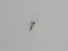 Trichocera