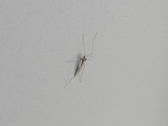Trichocera