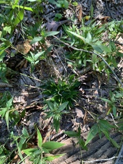 Dichanthelium commutatum commutatum