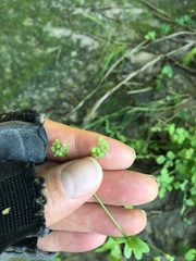 Valerianella radiata