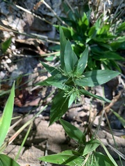 Dichanthelium commutatum commutatum