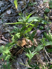 Dichanthelium commutatum commutatum