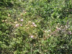 Centaurea stoebe australis