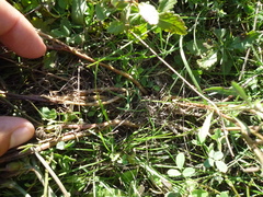 Centaurea stoebe australis