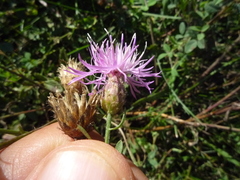 Centaurea stoebe australis