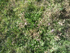 Centaurea stoebe australis