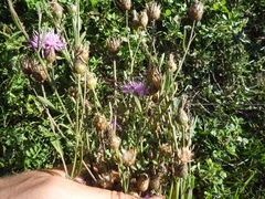 Centaurea stoebe australis