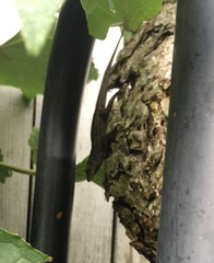 Anolis sagrei
