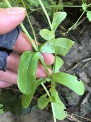 Valerianella radiata