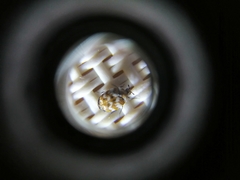 Anthrenus verbasci