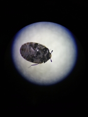 Anthrenus verbasci