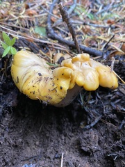 Cantharellus cascadensis