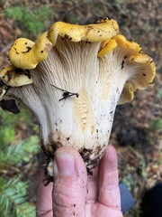 Cantharellus cascadensis