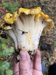 Cantharellus cascadensis
