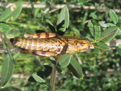 Phaulotettix eurycercus