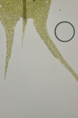 Ptychostomum weigelii