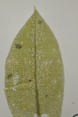 Ptychostomum weigelii