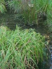 Carex fascicularis