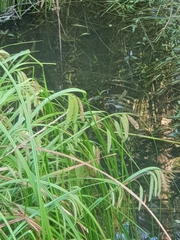 Carex fascicularis