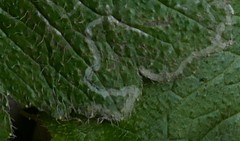 Phytomyza cortusifolii