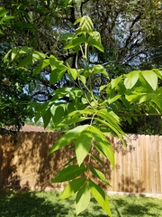 Carya illinoinensis