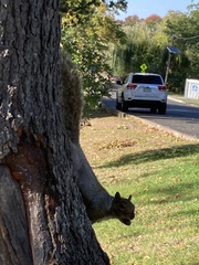 Sciurus carolinensis