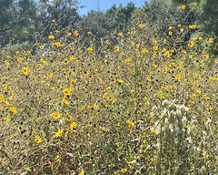 Helianthus agrestis