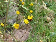 Tridax balbisioides