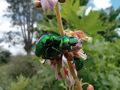 Calomacraspis splendens