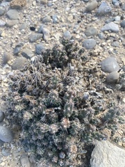 Grusonia aggeria