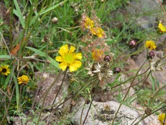 Tridax balbisioides