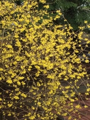Forsythia koreana