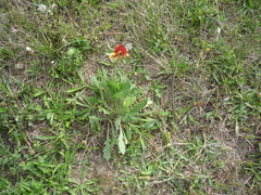 Gaillardia × grandiflora