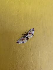 Neoleucinodes