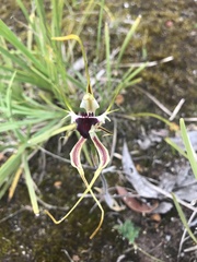 Caladenia parva