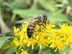 Apis mellifera image