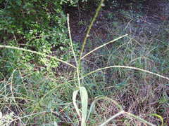 Digitaria bicornis