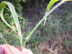 Digitaria bicornis