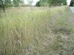 Centaurea stoebe stoebe