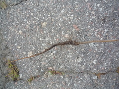 Centaurea stoebe stoebe