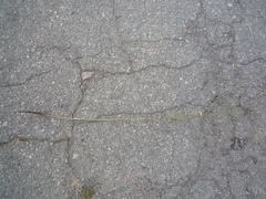 Centaurea stoebe stoebe