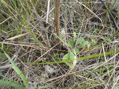 Centaurea stoebe stoebe