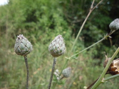 Centaurea scabiosa apiculata